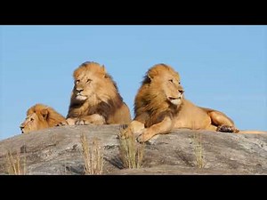 Lion Sound Effects - Copyright Free, Beautiful Lions Roaring, Zoo Animal Sounds