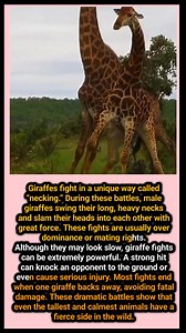 🦒 Giraffe Fights — Necking Battles of the Savanna 💥🌿 Giraffes fight in a unique way called “necking.” During these battles, male giraffes swing their long, heavy necks and slam their heads into each other with great force. These fights are usually over dominance or mating rights. Although they may look slow, giraffe fights can be extremely powerful. A strong hit can knock an opponent to the ground or even cause serious injury. Most fights end when one giraffe backs away, avoiding fatal damage