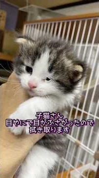 子猫さん目やにで目がふさがってるので拭き取って目薬です #ノルウェージャンフォレストキャット #norwegianforestcat