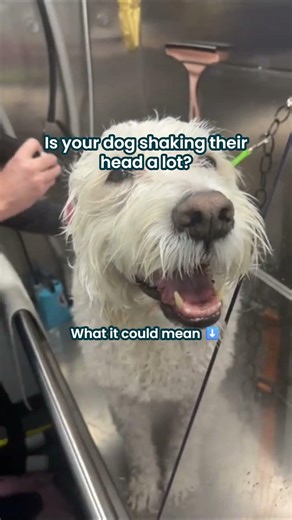 Is your dog shaking their head a lot? Here's why! #shorts
