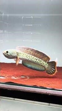 Channa Barca Termahal Bosbosqyu #channa #channabarca #bosbosqu