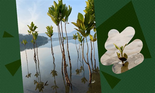 The magic of mangroves