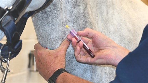 Home dope-testing and post-fall rider interviews in rule-change plans - Horse & Hound