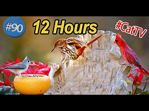 12 Hour Bird Watching Paradise: 😻 Uninterrupted Footage of Colorful Birds for Pet Entertainment