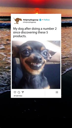 Top 5 dog diarrhea remedies to help your dog poop.