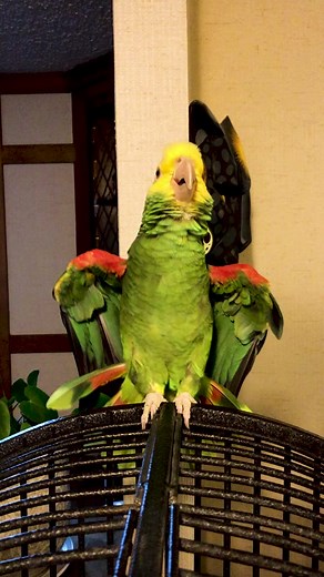 Understanding the Attitude of Amazon Parrots