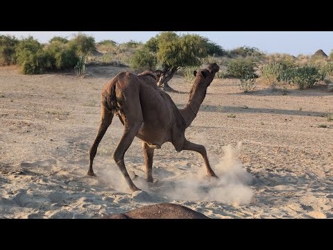 How do camels place their first step on the ground and stand up?