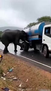 A angry elephant breaks a water tank truck and water comes out from the tank | খঙাল হাতীয়ে এখন পানীৰ টেংকি ট্ৰাক ভাঙি টেংকৰ পৰা পানী ওলাই আহে #viralreelsfacebook #caughtoncameraman #watertruck | Bina Keot