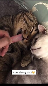 171K views · 5.3K reactions | Cute cats sleepy reaction  #FunnyCats #catsleeping #cats #sleepycat #facebookreelsviral #catfunnyreels #fbreels2025ツ #funnyreels #cutecat #reelsviralシ #catlover #catoftheday #fun #viralreelsシ #reelsfypシ #funny | Cats Entertainment | Facebook