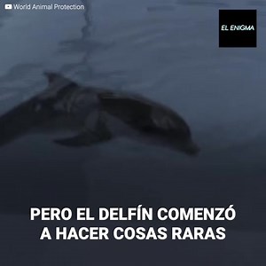 291K views · 3.7K reactions | En pleno confliucto de los 60 la Nasa desarrolló un experimento: enamorar una mujer y un delfín y todo terminó en una extraña tragedia | El Testigo | Facebook