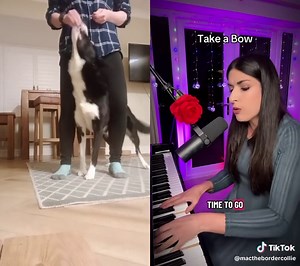 #duet with @CarolinaSingerUK #Singing #bordercollie #dog #dancer @CarolinaSingerUK