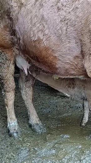 Drink it Dry #farming #farm #cow #calf #suckling #nursing #richard #bulls #bullriding #bullsonparade #bulletwithbutterflywings #bullyinthealley #bullettrain #bulletprooflaroux #bullsinthebronx #bullsvscavs #ai #dishapatani #nevergiveup #followme #instagood #keepgoing #carryminati #newpost #picoftheday #mylife #trending | Love and Diz | Facebook