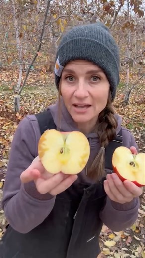129K views · 2.5K reactions | Happy Farm Friday! ‍ #SugarBeeApple This week second generation orchardist, Ashley Rowe, is here to teach us all about Honeycore (aka Watercore) in SugarBee® apples! Shoutout to Ashley and all of the growers out there working hard year-round to bring delicious, SugarBee® apples to families everywhere. #Apples #WomenInAg #Farmer #FarmHer #BehindTheScenes #Watercore #Orchard | SugarBee Apple | Facebook