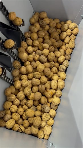 Efficient Walnut Cracking Machine for Industrial Processing