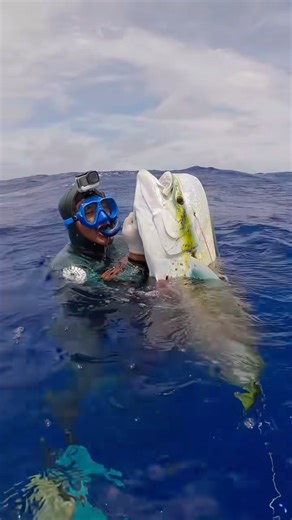 23K views · 578 reactions | Some gear speaks for itself  Built for the hunt. Set up for precision  See them in person —  Destin, Florida @benthic_spearfishing on June 21, 2025 and Santa Barbara @bluewaterdiveshop on June 28, 2025  @mrn_seb 勞 #spearfishing #freediving #jointsspearfishing #gear #underwaterlife | Joints Spearfishing Tahiti | Facebook