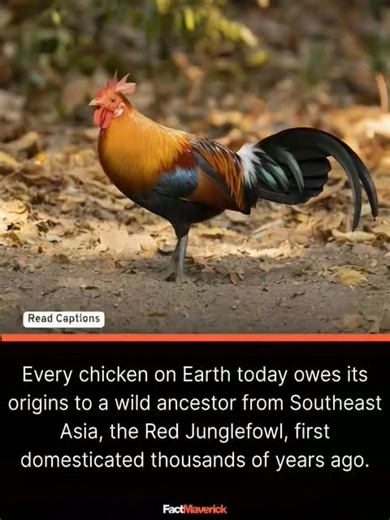 Funkariyan on Instagram: "The Red Junglefowl (Gallus gallus), native to the forests of Southeast Asia, is the wild bird from which nearly all domesticated chickens descend. Domestication began more than 8,000 years ago, likely in regions of Thailand, Myanmar, and Vietnam, where early farmers began selectively breeding the birds for eggs, meat, and temperament. Genetic studies show that almost every modern chicken species, from broilers to egg-layers, carries the DNA signature of the Red Junglefo