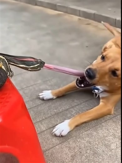 Turtle Bites Dog's Tongue: Funny Animal Interaction