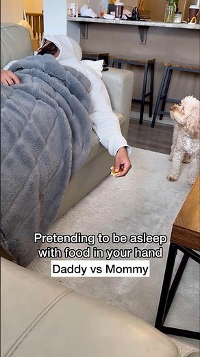 Mini Cockapoo Fights Off The Urge to Eat Food 😳