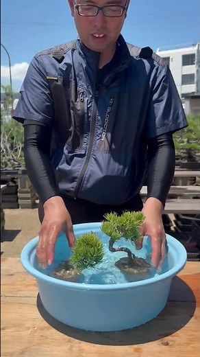 [1-minute demonstration] Watering small bonsai and soaking them in a drain | The correct method t...