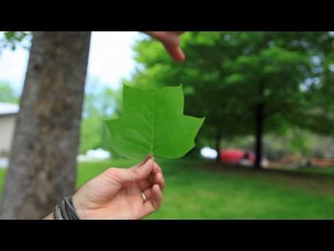 The American Tulip Tree