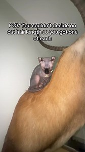 Sphynx vs Coated Cats: Choosing Cat Hair Length Explained