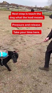 How To Stop Your Dog Pulling On The Lead #labrador #dogsofinstagram | Southend Dog Training
