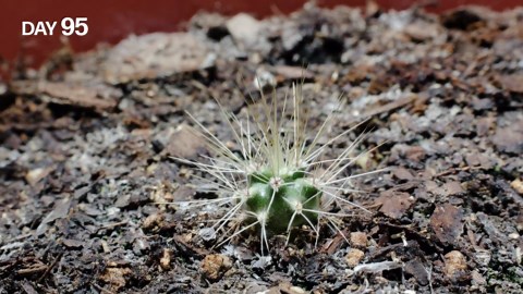 Growing cactus from seed (one year time lapse)
