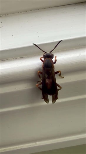 A Wasp Resting on a Windosill