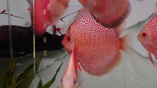 comtank baru nih kawan #Discus #discuslovers #fyp #trending #sidoarjo #surabaya