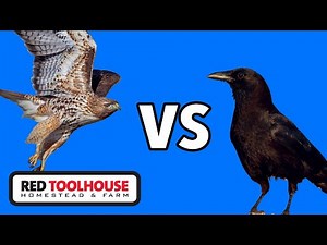 Hawks are AFRAID to attack our CHICKENS! | UPDATED