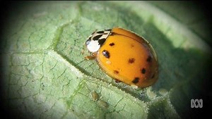 BTN: Ladybug pests - ABC Education