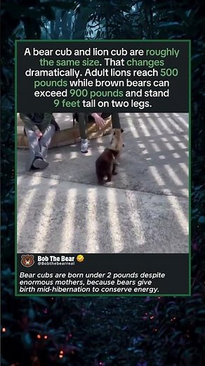 The Bear Cub and Lion Cub Are the Same Size. For Now.