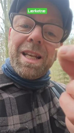 lærketræ #vildmad #forager #nature #wildfood #food #forager
