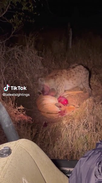 Hyena eats buck while it cries for help 😢