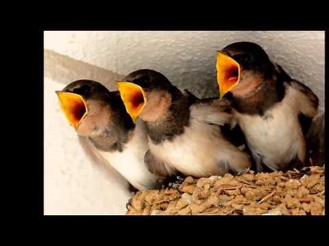 ママ生きて！！ツバメ雛波乱の巣立ち【可愛い野鳥:ツバメの子育て】