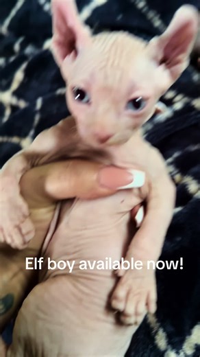 Blue Bicolor Sphynx Kitten: Meet the Elf Boy!