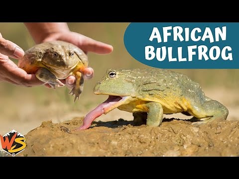 Ribbit Royalty: Dive into the World of the African Bullfrog
