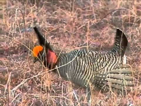 Kansas Prairie Chickens