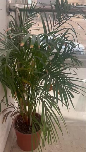 45K views · 63 reactions | Just Walking Upstairs | Armstv16 | Facebook