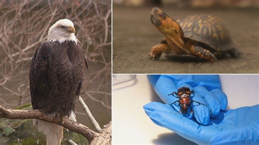 From near extinction to recovery: Ohio wildlife makes a comeback