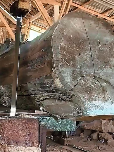 Sawing a Massive, Century-Old Mahogany Log at the Sawmill 🌳🌳