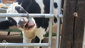 They're so much smarter than we give them credit for. | The Dodo