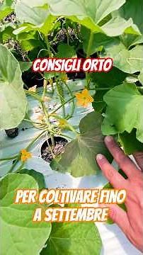 How to grow until September #growing #vegetable garden