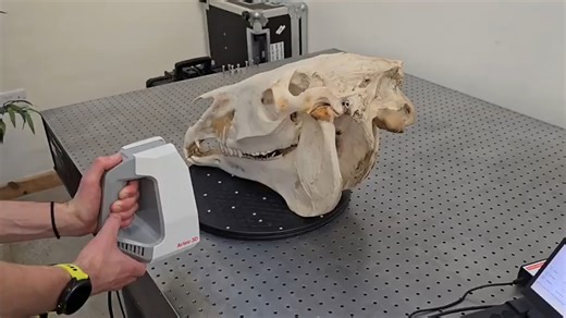 artec手持三维扫描仪，生物化石三维扫描