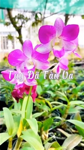 Hái trộm hoa rừng #haihoa #bolero #bolerohay #xuhuongyoutube ‪@ThanhLiem-TVBD‬