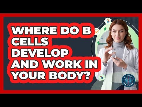 Where Do B Cells Develop And Work In Your Body?