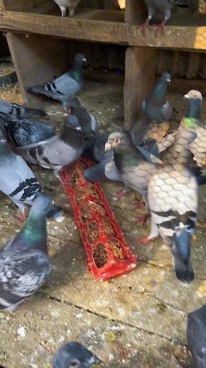 44K views · 528 reactions | pigeon Feeding time #pigeon #Feeding | Hasan Pigeon Gopalganj | Facebook