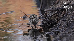 Even birds can dance! The first part of this video shows a #JackSnipe (Ċinkonja in Maltese) with its typical springy, bouncing movement known as ‘bobbing’. This fascinating behaviour, thought to disturb the small invertebrates that it feeds on (making them easier to find), is a trait commonly seen in Jack Snipes. In this video edit, the Jack Snipe can be clearly seen with its whole body bouncing vertically, as if its legs were springs. The Jack Snipe is about two thirds the size of the #CommonSn