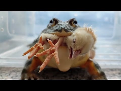 Giant African Bullfrog VS Chiken！