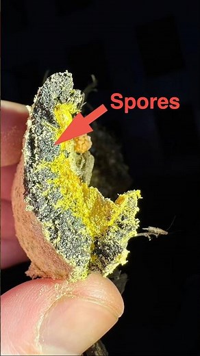 Life cycle of a slime mold!
